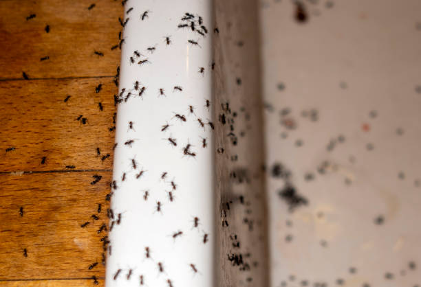 Best Mosquito Control Services  in Beachwood, OH